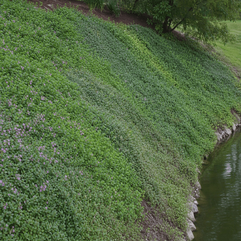 Dicht wachsende Bodendecker, die eine steile Böschung vor Erosion schützen